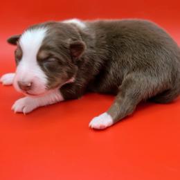 Remi3Girl1- RTF,Long,AKC,OFA,Genetics - Red tri-color female Australian Shepherd puppy in South Hill, Virginia from Silverside Aussies LLC