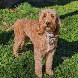 Clare - Irish Doodle