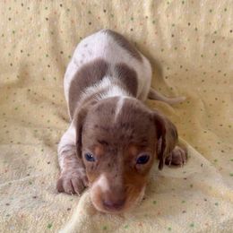Girl 1 - Piebald female Dachshund puppy in Smoot, West Virginia from AMC Dachshunds