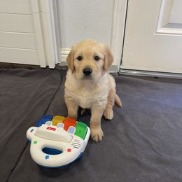 Golden Retriever Puppies from Upper Park Goldens