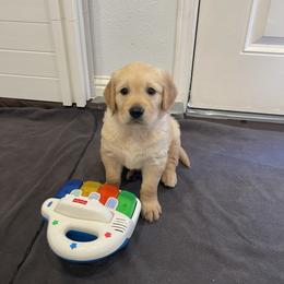 Golden Retriever Puppies from Upper Park Goldens
