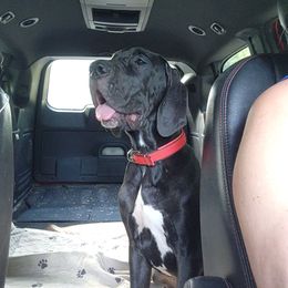 Black female - Black female Great Dane puppy in Gig Harbor, Washington from Lakaya Danes