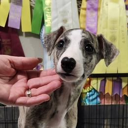 Nathan - Fawn brindle male Whippet puppy in Ruckersville, Virginia from Lishima Whippets