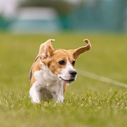 Darcy - Beagle