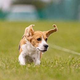 Darcy - Beagle