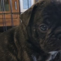 French Bulldogs from Bonjour Bullies