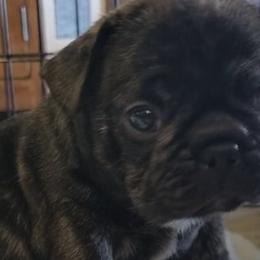 French Bulldogs from Bonjour Bullies