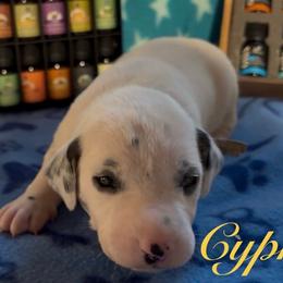 Cypress - White and black male Dalmatian puppy in Des Moines, Iowa from Spot Splattered Dalmatians