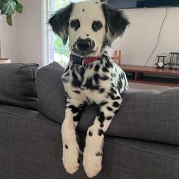 Dalmatian Puppies from Spotted Jewels Dalmatians