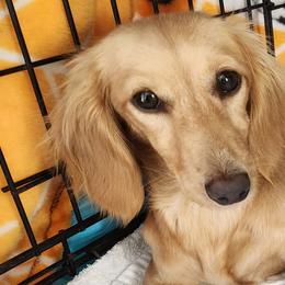 Posie - Dachshund