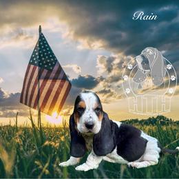 Rainbow - Black white and brown female Basset Hound puppy in Dingess, West Virginia from Tuckers' Howling Hounds