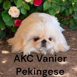 AKC Vanier's Creme Bliss - Cream Pekingese puppy in Texas from Vanier Pekingese