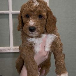Blitzen - Red male Bernedoodle puppy in Wittmann, Arizona from Hidden Hollow Doodles