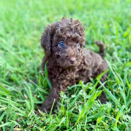 Piggy - Phantom female Goldendoodle puppy in Rome, Georgia from Victoria’s Designer Doodles
