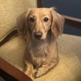 Dachshunds from Ambers Farm and Orchard