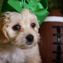 Green Collar Girl - Sable female Yorkipoo puppy in Las Vegas, Nevada from Plush Toy Poodle Puppies & Pals