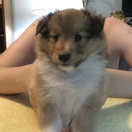 Shetland Sheepdog Puppies from Belmar Shetland Sheepdogs