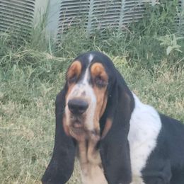 Hera - Basset Hound
