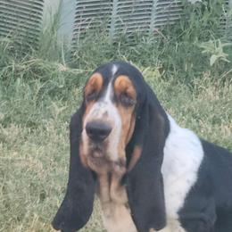Hera - Basset Hound