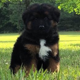 Green Collar - Male - Black and red male German Shepherd puppy in Charlotte, North Carolina from Zuflucht K9s