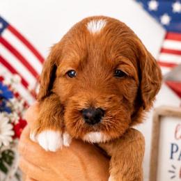 Sailor - Red  female Goldendoodle puppy in Apopka, Florida from The Classic Doodle