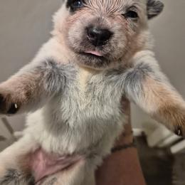 Sydney - Blue female Australian Cattle Dog puppy in Prescott Valley, Arizona from KS Cattle Dogs