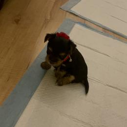 Yorkshire Terrier Puppies from The Yorkie House