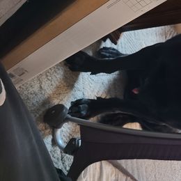 Frollo - German Shepherd