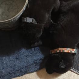 Black collar boy - Black male German Shepherd puppy in Centralia, Illinois from Janices AKC German Sheperds LLC