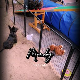 Sir dougal - Brindle male Scottish Terrier puppy in Mancelona, Michigan from Stefany Farm of Happiness