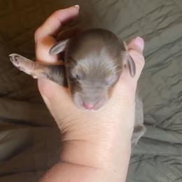 Hershey - Chocolate male Cavapoo puppy in Austin, Texas from Doodles of Central Texas
