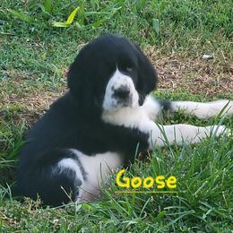 Goose - Black and white male English Springer Spaniel puppy in Talbott, Tennessee from Cant Stop A Dream Springers
