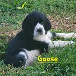 Goose - Black and white male English Springer Spaniel puppy in Talbott, Tennessee from Cant Stop A Dream Springers