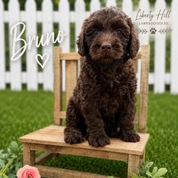 Bruno - Chocolate male Australian Labradoodle puppy in Denton, Texas from Liberty Hill Labradoodles