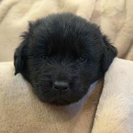 Boy 2 - male Newfoundland puppy in Brandenburg, Kentucky from Amanda's Newfoundlands