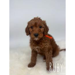 Ruby - Red  female Goldendoodle puppy in Smithfield, Kentucky from KBK9 Kennels