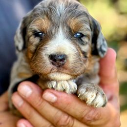 Blue Merle, Female One - Blue merle female Aussiedoodle puppy in Parma, Idaho from Arena Valley Acres