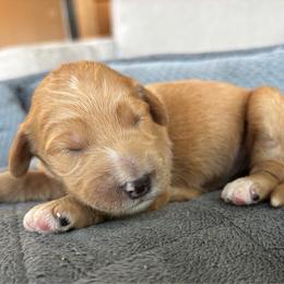Girl 2 - Apricot female Goldendoodle puppy in Mattawan, Michigan from Doodifuldoods