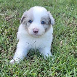 Duke - Slate merle male Border Collie puppy in Ripley, Oklahoma from Adventure5 Border Collies