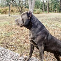 Leia - Cane Corso
