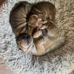 Chinese Shar-Pei Puppies from Peis R Us