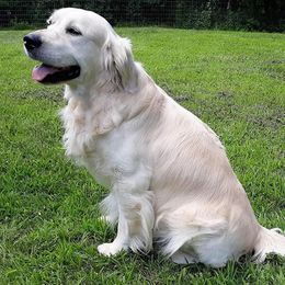 Golden Retrievers from Lakeside White Goldens