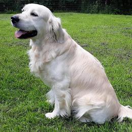 Golden Retrievers from Lakeside White Goldens