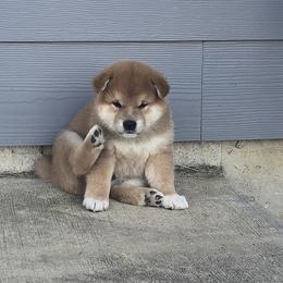 Shiba Inu Puppies from Diwasou