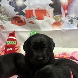 Girl 1 - Labrador Retriever puppy from Wolf Mountain Kennel
