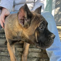 White Collar - Fawn female Cane Corso puppy in Kingsport, Tennessee from Gray Cane Corsos