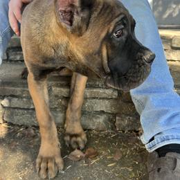 White Collar - Fawn female Cane Corso puppy in Kingsport, Tennessee from Gray Cane Corsos