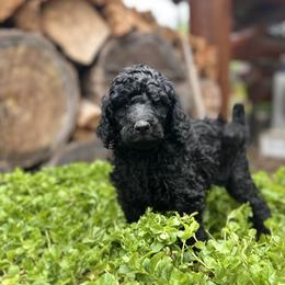 Poodle Puppies from Payette Poodles