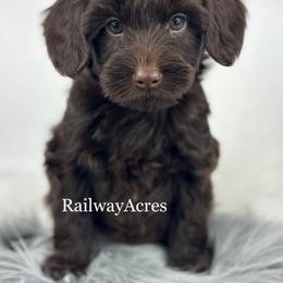 Bear - Chocolate male Goldendoodle puppy in Milford, Indiana from Railway Acres Kennel