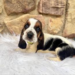 Green Male - Black tan and white male Basset Hound puppy in Clinton, Tennessee from High Hopes Hounds